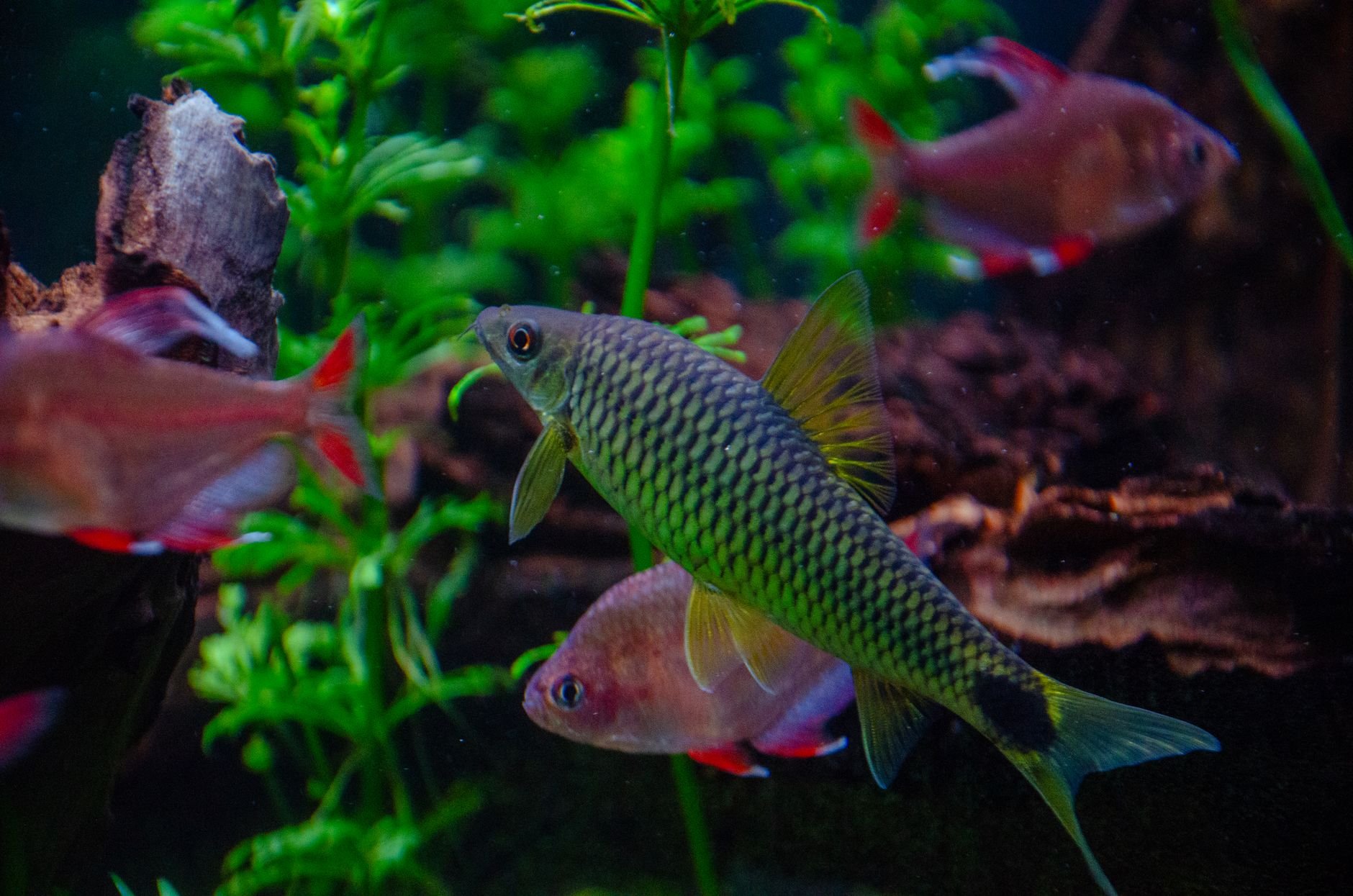 Colorful aquarium fishes swimming among green aquatic plants. Captivating underwater scene in Villach, Austria.